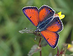 lycaena_hippothoe_ai0421