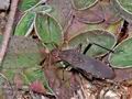 Alydus_calcaratus_ag2563