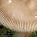 Amanita_battarrae_aj2145