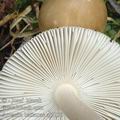 Amanita_battarrae_aj2150