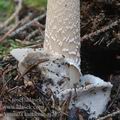 Amanita_battarrae_aj2176