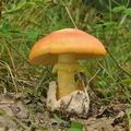 Amanita_caesarea_bh8239