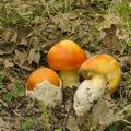 Amanita_caesarea_bh8243