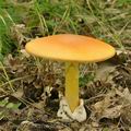 Amanita_caesarea_bh8257