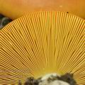 Amanita_caesarea_bh8260