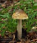 Amanita_ceciliae_bm0192