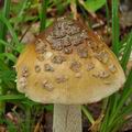 Amanita_ceciliae_bm0207