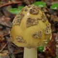 Amanita_ceciliae_bm0245