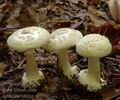 Amanita_citrina_ac4980