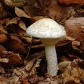 Amanita_citrina_al9435