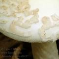 Amanita_citrina_al9437