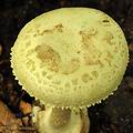 Amanita_citrina_bm1561