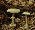 Amanita_citrina_bm1587