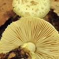 Amanita_citrina_bm1599