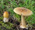 Amanita crocea bc8776