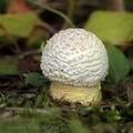 Amanita_franchetii_al5726