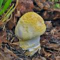 Amanita_franchetii_bp1211