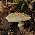 Amanita_franchetii_bp1380