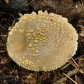 Amanita_franchetii_bp1387