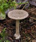 Amanita_friabilis_bs9477