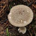 Amanita_friabilis_bs9481