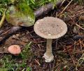 Amanita_friabilis_bs9494