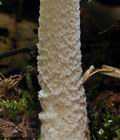 Amanita_friabilis_bs9513