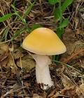 Amanita_gemmata_bo5554