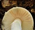 Amanita_gemmata_bo5561