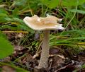 Amanita_lividopallescens_ce8387s