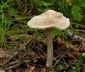 Amanita_lividopallescens_ce8403s