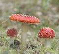 Amanita_muscaria_af9567