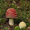 Amanita_muscaria_bm7234