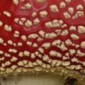 Amanita_muscaria_bm7244