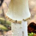 Amanita_muscaria_bm7300