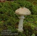 Amanita_pantherina_ac0826