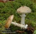 Amanita_pantherina_ac0831