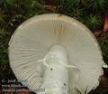 Amanita_pantherina_ac0835