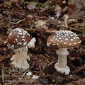 Amanita_pantherina_aj3432