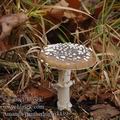 Amanita_pantherina_aj3439