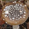 Amanita_pantherina_aj3442