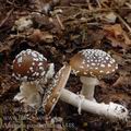 Amanita_pantherina_aj3448