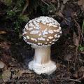 Amanita_pantherina_aj3986