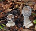 Amanita_pantherina_bv5392