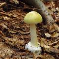 Amanita_phalloides_al6336