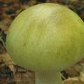 Amanita_phalloides_al6340