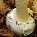 Amanita_phalloides_al6344