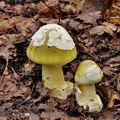 Amanita_phalloides_bi1473