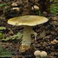 Amanita_phalloides_bi1487