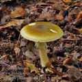 Amanita_phalloides_bi1491